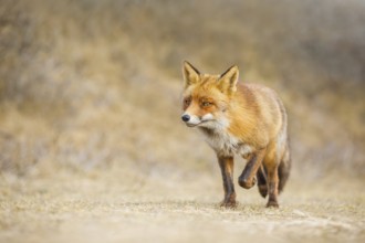 Rotfuchs, Vulpes vulpes Red Fox, Vulpes vulpes
