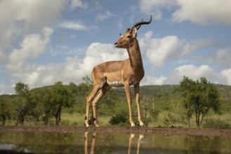 Impala (Aepyceros melampus) buck at waterhole, Kruger National Park, South Africa