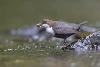 White-throated Dipper (Cinclus cinclus) with food in its beak, North Rhine-Westphalia, Germany
