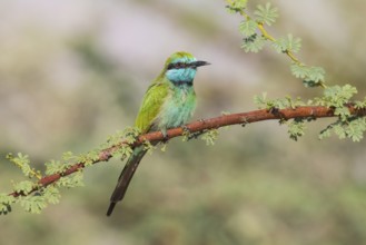 Green Bee-eater (Merops orientalis), Eilat, Israel