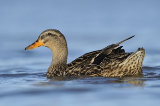 Mallard (Anas platyrhynchos) female, British Columbia, Canada