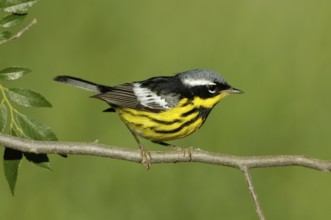 Magnolia Warbler (Setophaga magnolia), Texas, USA