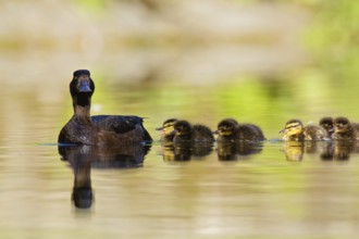 Tufted Duck (Aythya fuligula) female, Brandenburg, Germany