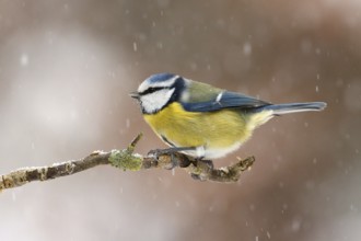 Eurasian Blue Tit (Cyanistes caeruleus), Utrecht, Netherlands