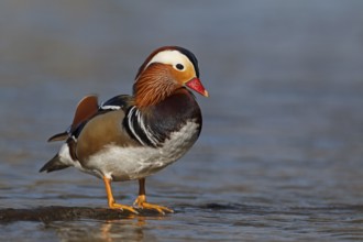 Mandarin Duck (Aix galericulata) male, Baden-Wuerttemberg, Germany