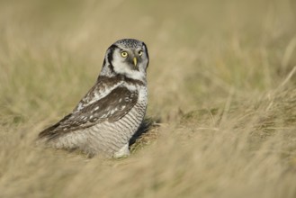 Northern Hawk-Owl (Surnia ulula), Saxony, Germany