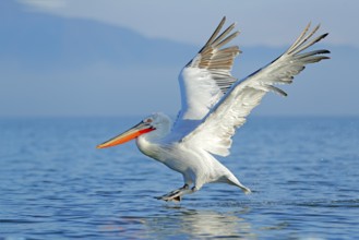 Dalmatian pelican, Pelecanus crispus, landing in Lake Kerkini, Greece. Pelican with open wings.