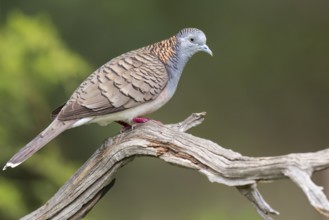 Bar-shouldered Dove (Geopelia humeralis) perched on a branch in eastern Australia