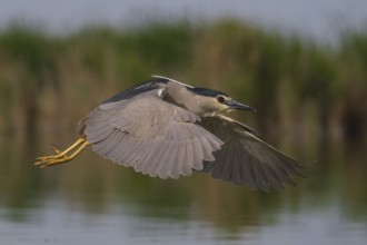 Black-crowned Night Heron (Nycticorax nycticorax) flying, Subotica, Serbia
