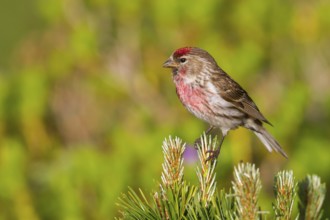Lesser Redpoll (Acanthis cabaret) male, Vorarlberg, Austria