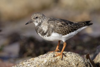 Steinwälzer; lat. Arenaria interpres; auf einem Stein stehend