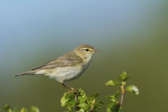 Fitis (Phylloscopus trochilus) Willow Warbler, male