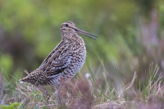 Doppelschnepfe (Gallinago media) Great snipe, male