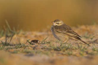 Tawny Pipit - Brachpieper - Anthus campestris, Oman