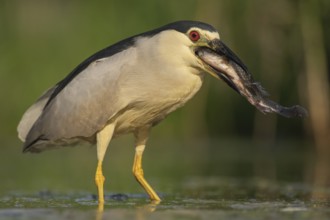 Black-crowned Night Heron (Nycticorax nycticorax) with fish prey in beak, Pusztaszer, Hungary
