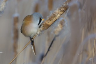Bearded Reedling (Panurus biarmicus) male feeding on cattail seed, Thuringia, Germany