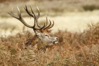 Red Deer (Cervus elaphus), stag during the rut, England, UK