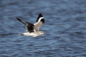 Willet (Tringa semipalmata inornata) flying, Santa Rosa, Guatemala