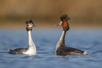 Great Crested Grebe (Podiceps cristatus) pair displaying, Utrecht, Netherlands