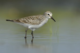 White-rumped Sandpiper (Calidris fuscicollis), Texas, USA