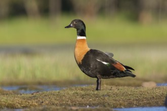 Australian Shelduck (Tadorna tadornoides) male, Victoria, Australia