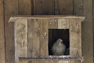 Kestrel (Falco tinnunculus) begging young bird at the incubator, village in Münsterland, North