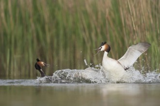 Great Crested Grebe (Podiceps Scalloped ribbonfish) in fierce fight, territorial disputes during