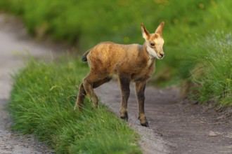 A young fawn on a path between lush, green meadows in spring, chamois, chamois, (Rupicapra