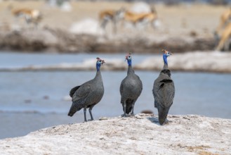 Helmeted guinea fowl (Numida meleagris), three animals at the waterhole, Nxai Pan National Park,