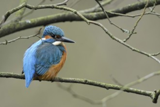 In the branches... Kingfisher (Alcedo atthis) sitting, resting in the branches of a tree, resting,