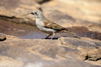 Damara Sparrow (Passer diffusus), adult, at the water's edge, Mountain Zebra National Park, Eastern