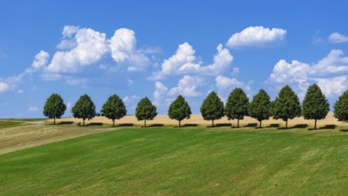 Landscape near Waldenbuch. Tree avenue with blue sky in summer. Baden-Württemberg, Germany