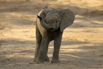 African elephant (Loxodonta africana), young animal, sniffing, trunk, dried up riverbed, Kruger,