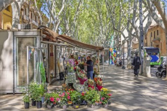 La rambla in Palma de Mallorca a attractive tree lined boulevard with fresh flower market and
