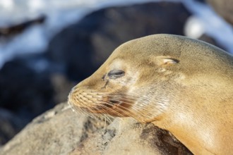 Sea lions (Zalophus wollebaeki), San Cristobal, Galapagos, Ecuador