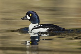 Barrow's Goldeneye (Bucephala islandica) male, British Columbia, Canada