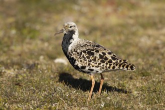 Ruff (Calidris pugnax) male, Smaland, Sweden