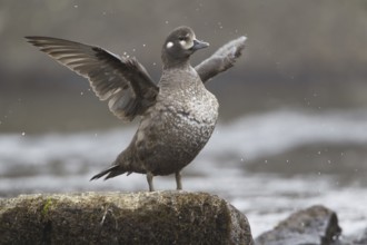 Harlequin Duck (Histrionicus histrionicus) female, Iceland