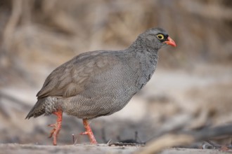 Red-billed Spurfowl (Pternistis adspersus), Namibia