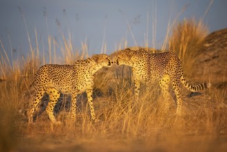 Cheetah (Acinonyx jubatus) pair cuddling in sunset in grassland, Castile-La Mancha, Spain