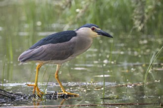 Black-crowned Night Heron (Nycticorax nycticorax) foraging, Subotica, Serbia