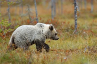 Lonely young cub bear in the pine forest. Bear pup without mother. Light grey animal in nature