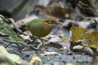 Bar-bellied Pitta (Hydrornis elliotii) female perched on the ground, Cuc Phuong, Vietnam