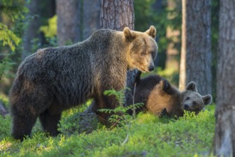 Eurasian Brown Bear (Ursus arctos) mother with cubs in forest, Finland