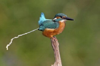 Common Kingfisher (Alcedo atthis) juvenile, Saxony-Anhalt, Germany