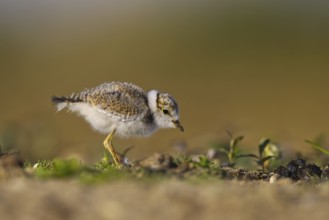 Little Ringed Plover (Charadrius dubius) chick, North Rhine-Westphalia, Germany