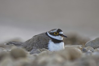 Little Ringed Plover (Charadrius dubius) incubating, North Rhine-Westphalia, Germany