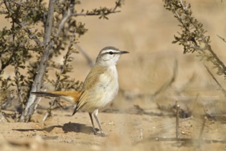 Kalahari Scrub Robin (Cercotrichas paena), Northern Cape, Kgalagadi Transfrontier Park, South
