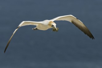 Northern Gannet (Morus bassanus) flying, Quebec, Canada