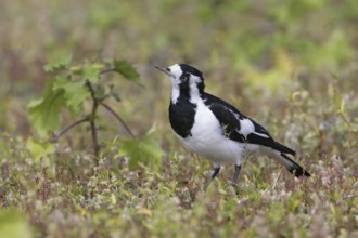 Magpie-Lark (Grallina cyanoleuca) female, New South Wales, Australia